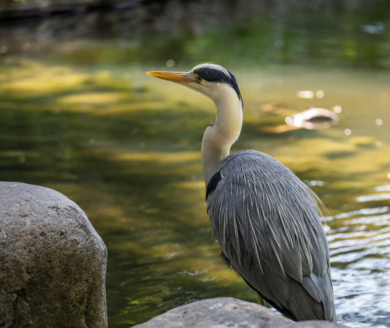 heron protection for pond