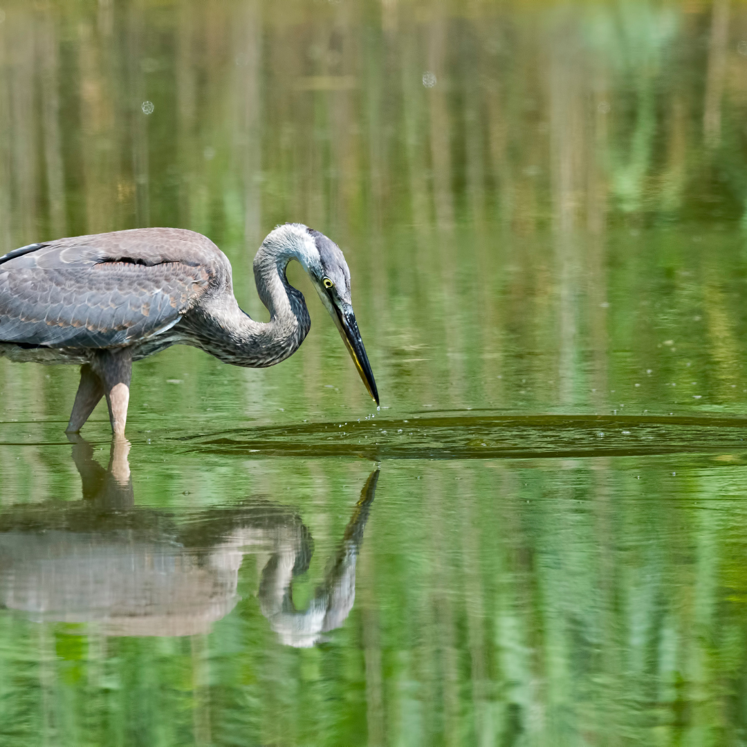 heron treading through water to find prey