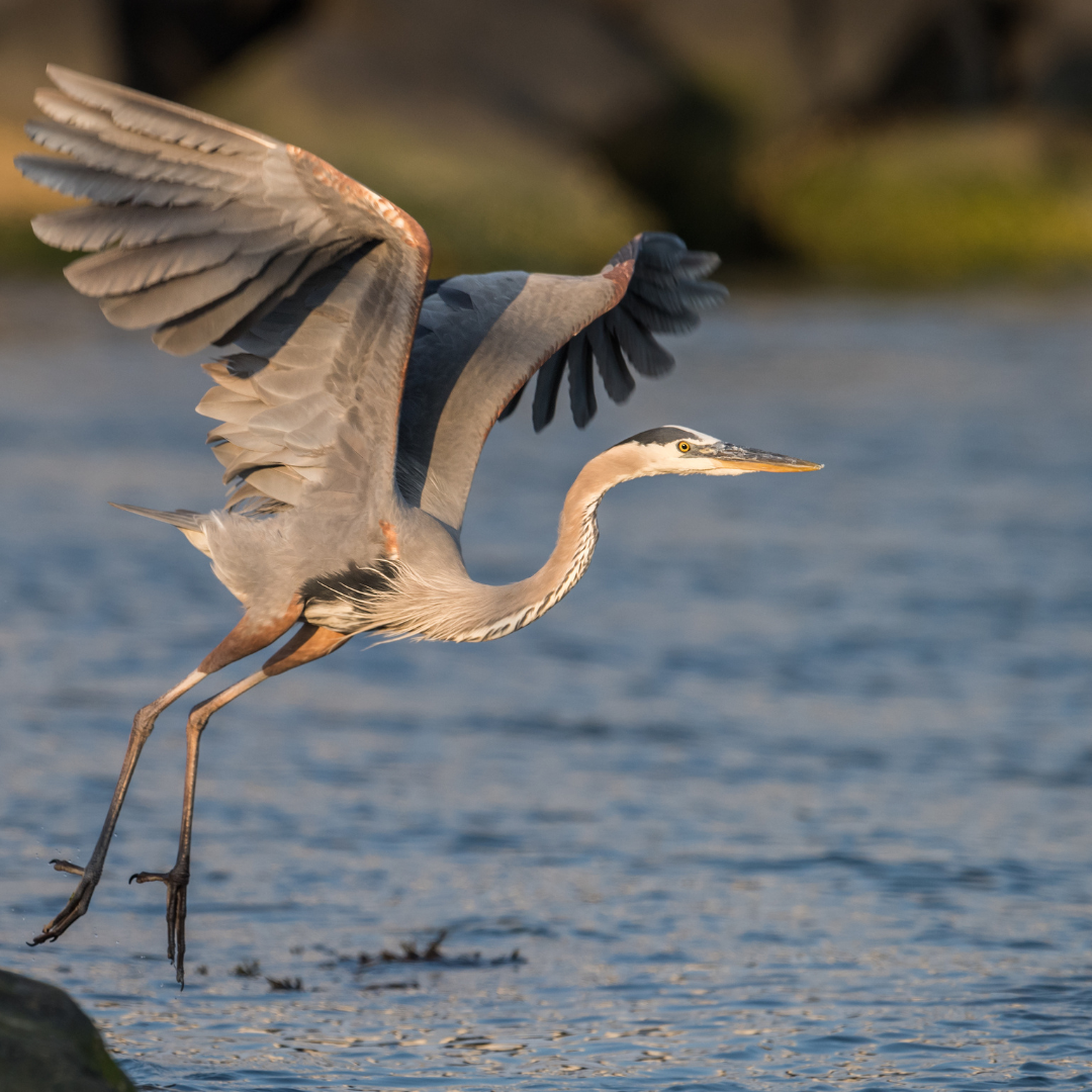 heron taking flight by water surface